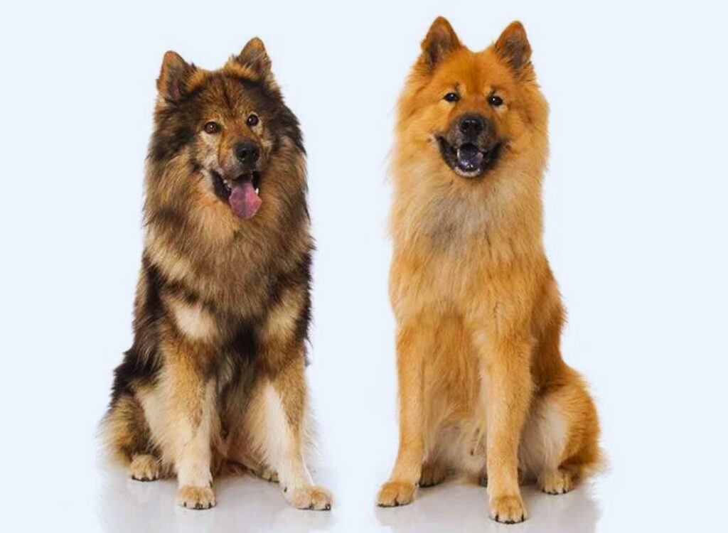 Eurasier - due cani seduti fianco a fianco