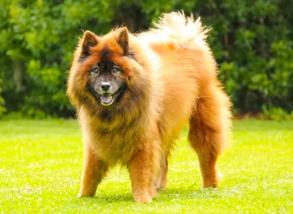 Eurasier - un cane in piedi sull'erba