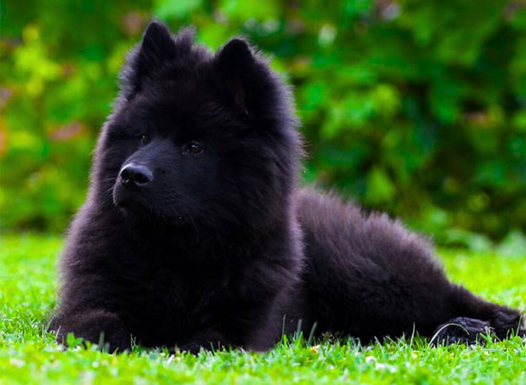 Eurasier - un cane nero sdraiato nell'erba