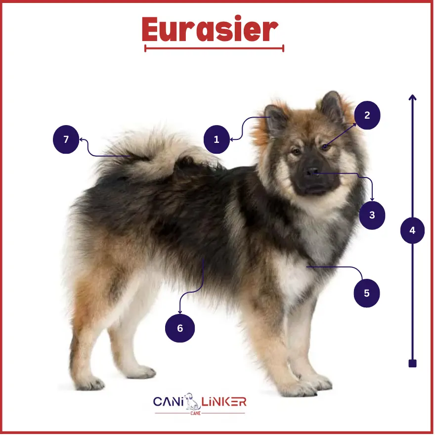 Eurasier - spiegazione delle parti del corpo