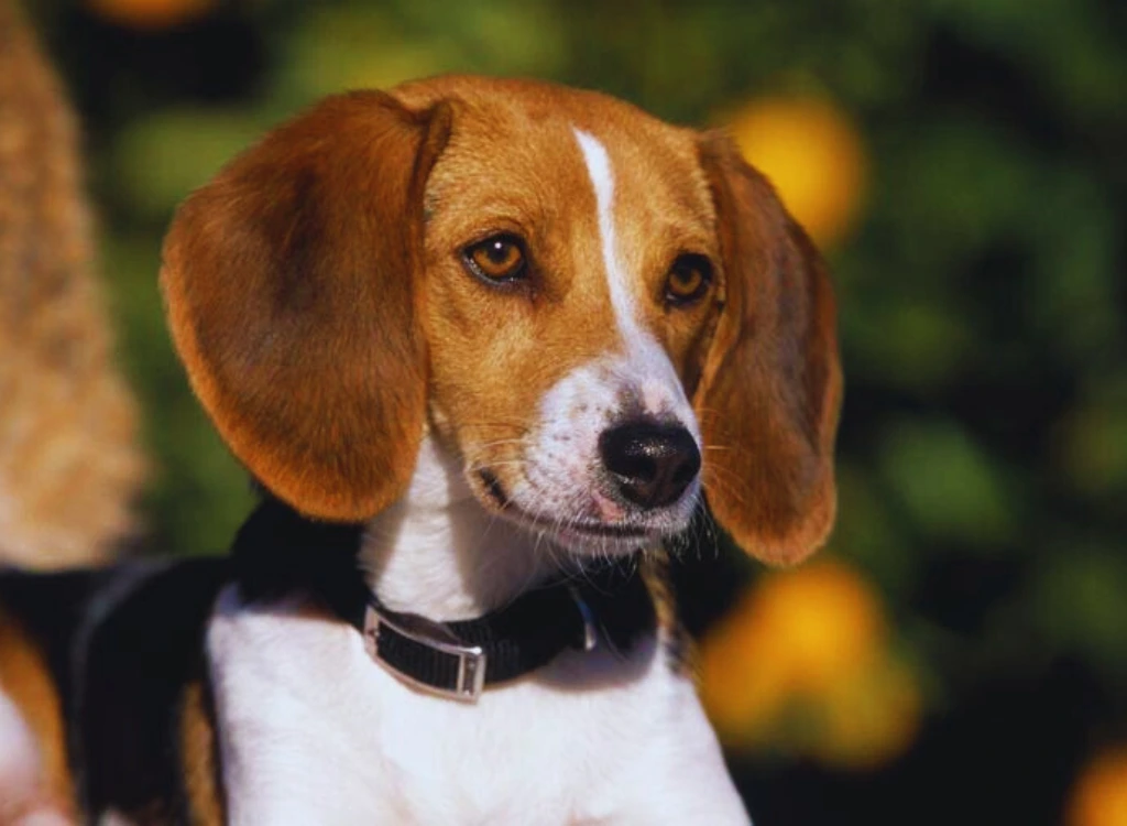 Foxhound Americano - una faccia di cane che indossa un collare sul collo