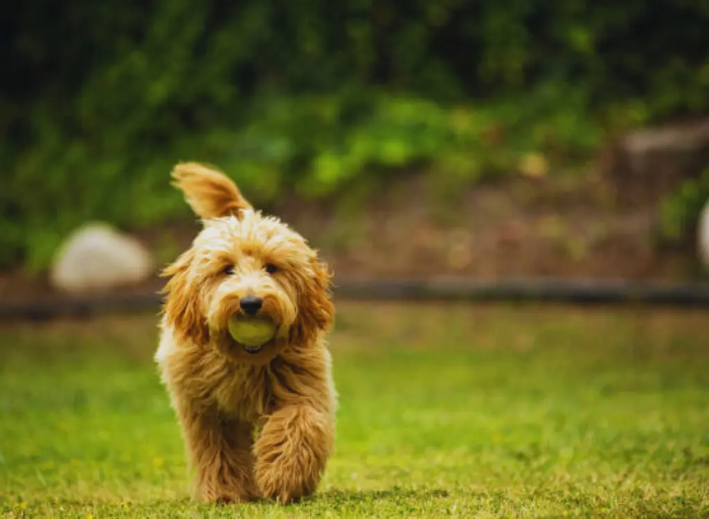 Goldendoodle - un cagnolino che corre nell'erba