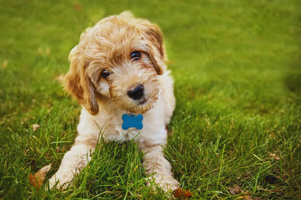 Goldendoodle - un cane seduto nell'erba