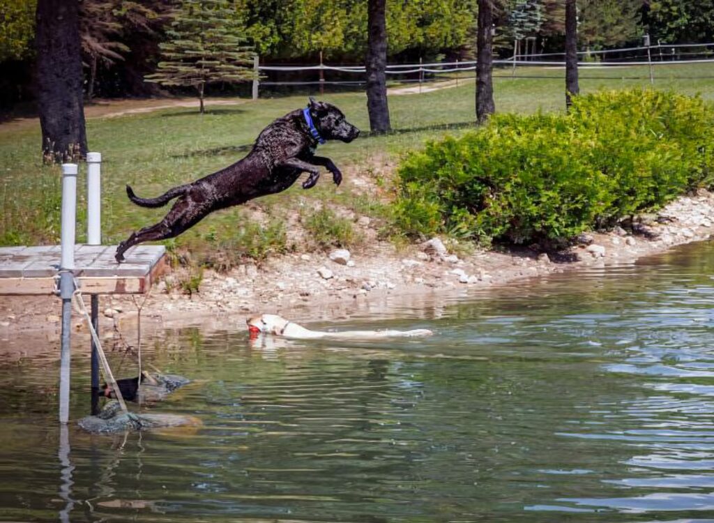 Immersioni in Banchina - un cane che salta in acqua da un molo