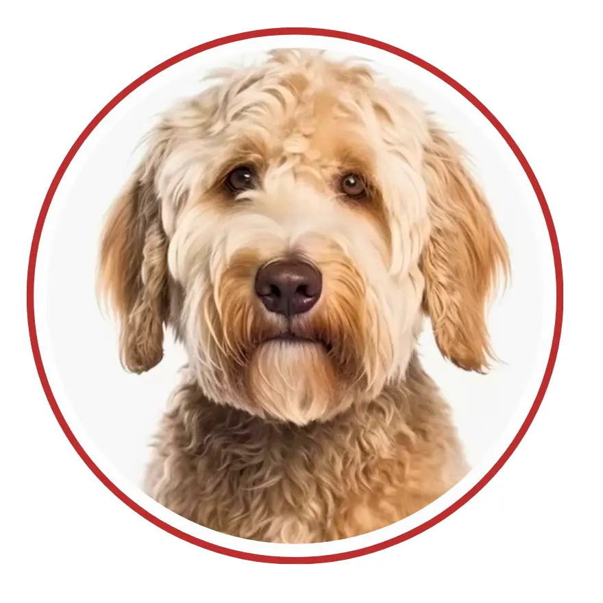 Labradoodle - una faccia di cane in un cerchio rosso su sfondo bianco