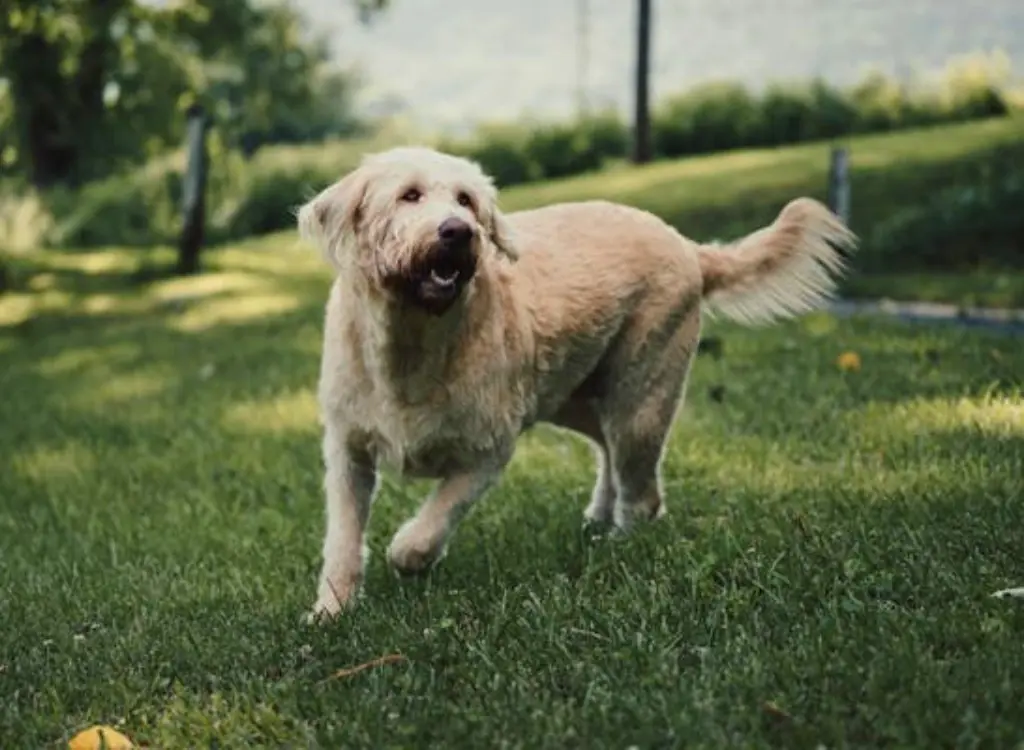 Labradoodle - un cane in piedi nell'erba con la bocca aperta