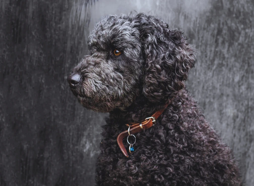 Labradoodle - un cane nero seduto sotto la pioggia