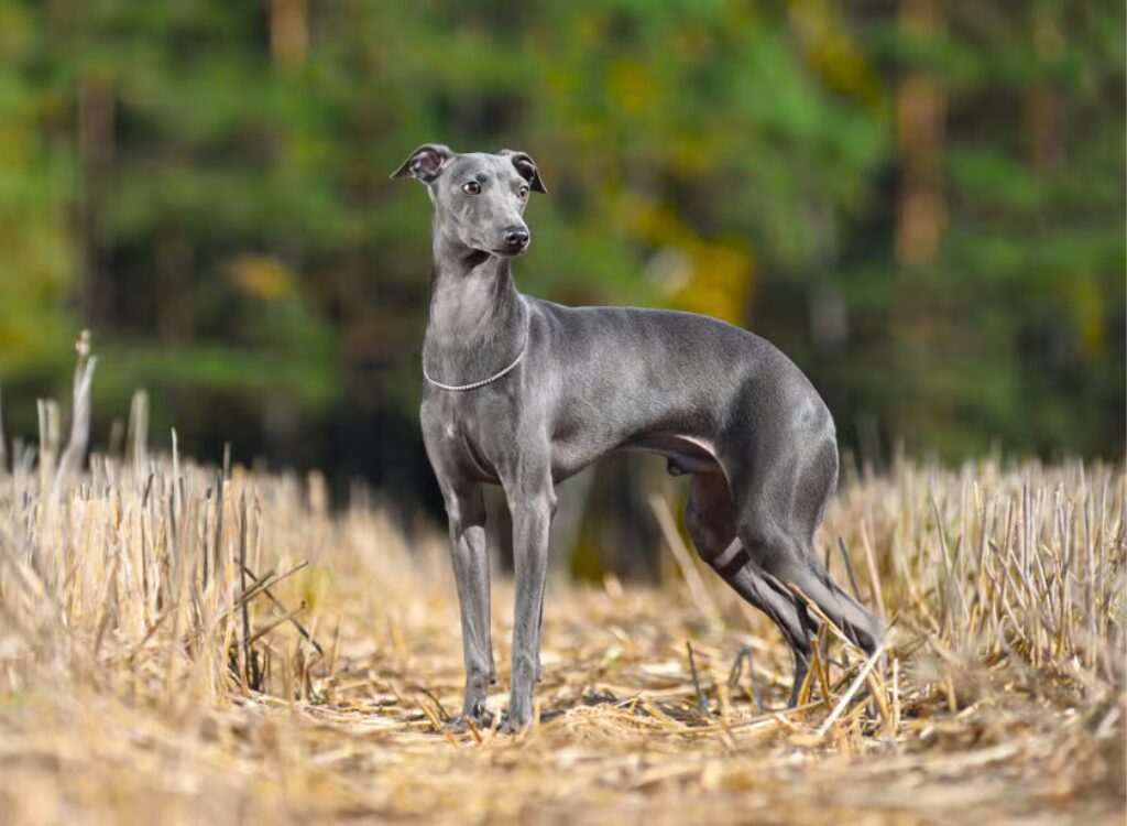 Levriero Italiano - un cane in piedi in un campo