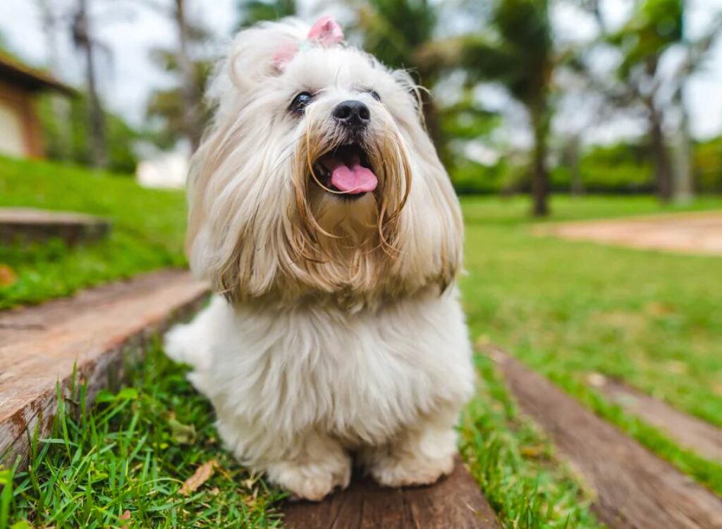 Lhasa Apso - un piccolo cane bianco con i capelli lunghi seduto su una panca di legno