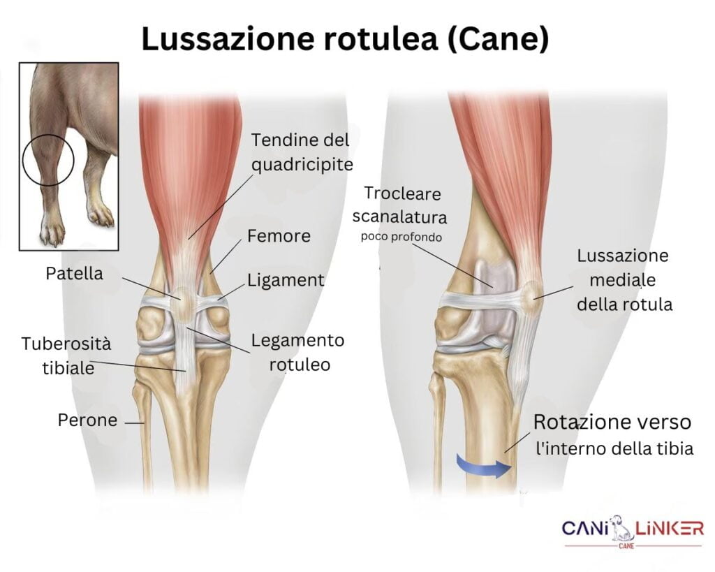 Lussazione della Rotula nei Cani - spiegazione del ginocchio e del legamento del ginocchio