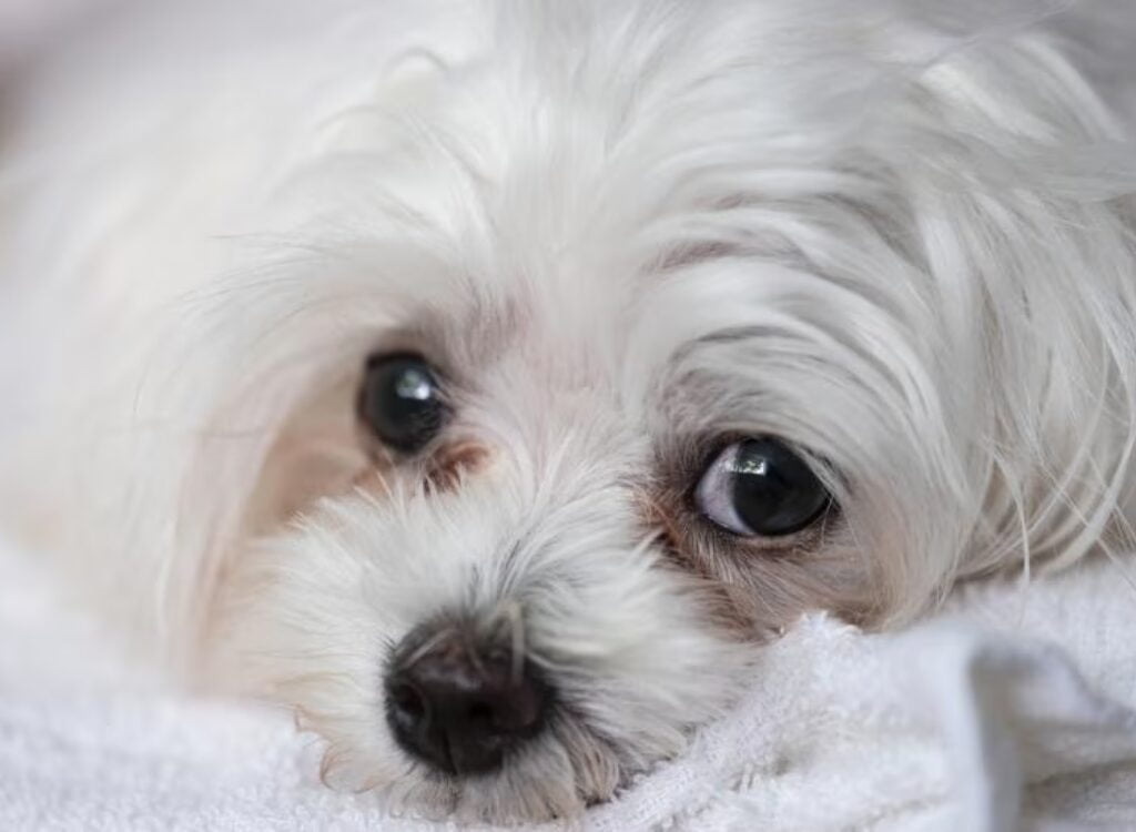 Macchie di Lacrime di Cane - un piccolo cane bianco con il naso nero sdraiato sull'asciugamano