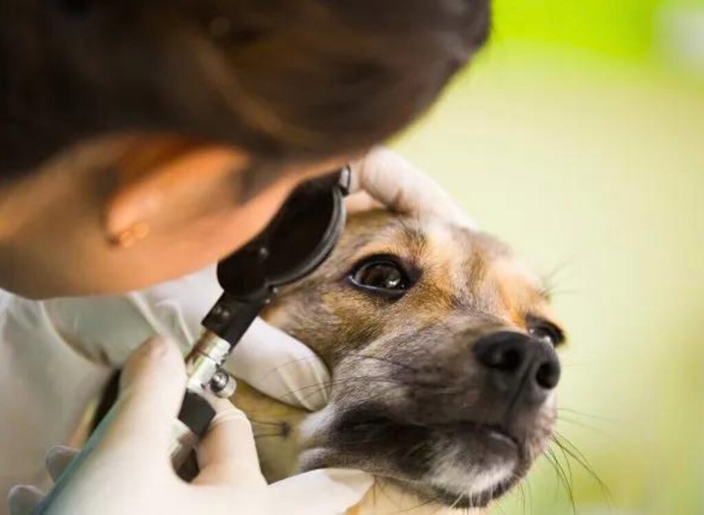 Malattie dell'Orbita dell'Occhio nei cani - un cane esaminato da un veterinario