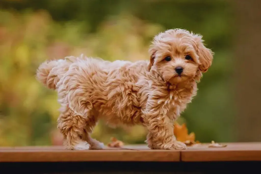 Maltipoo - un piccolo cane in piedi sopra un tavolo di legno