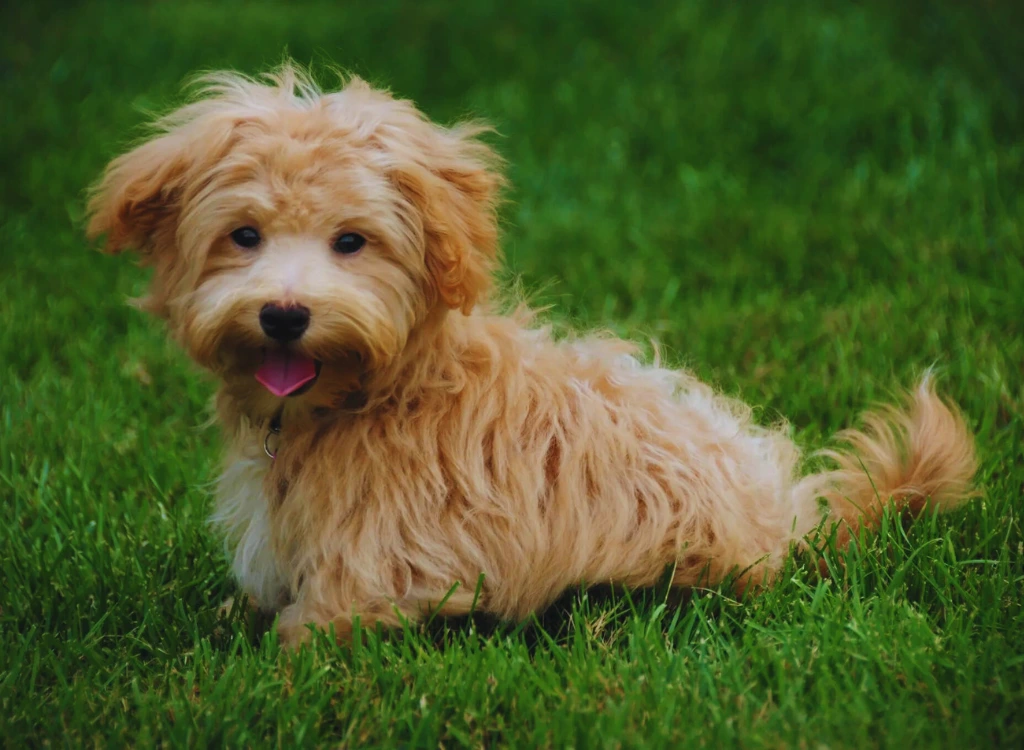 Maltipoo - un cane sdraiato nell'erba