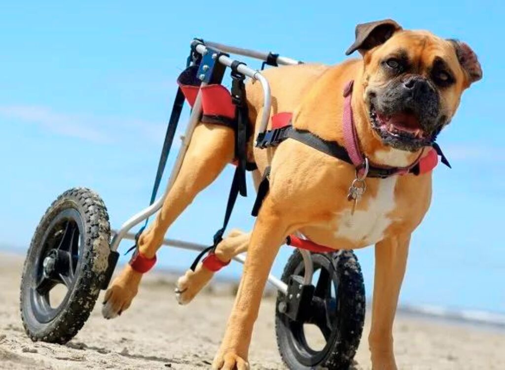 Mielopatia Degenerativa nei Cani - un cane su una sedia a rotelle sulla spiaggia