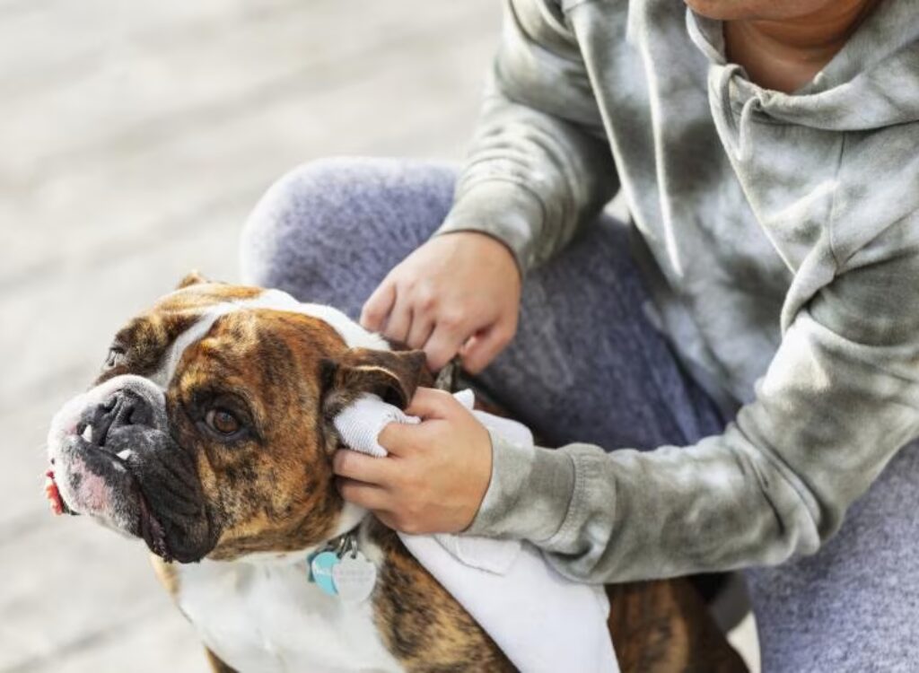 Orecchie del tuo Cane - un uomo accarezza un cane