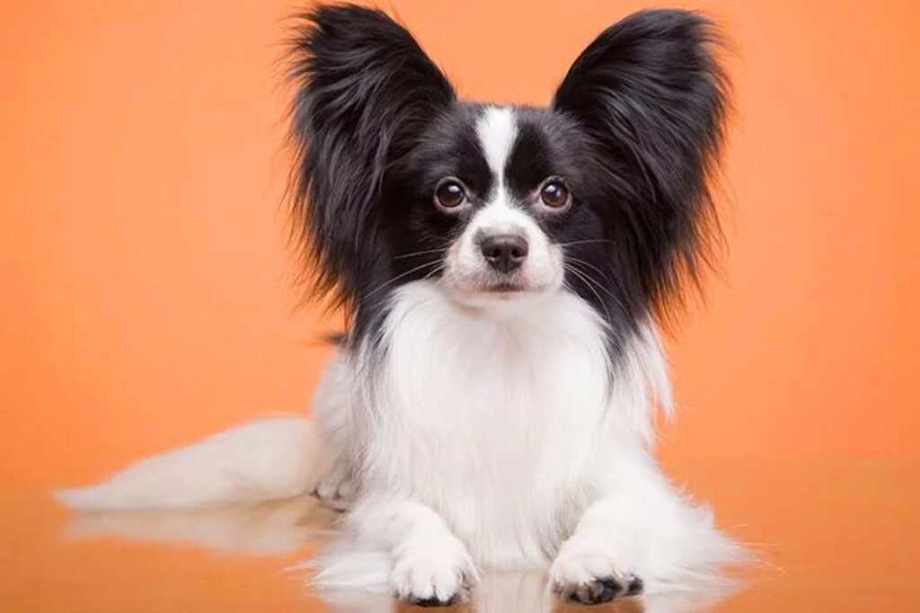 Papillon - un cane bianco e nero che giace davanti a uno sfondo arancione