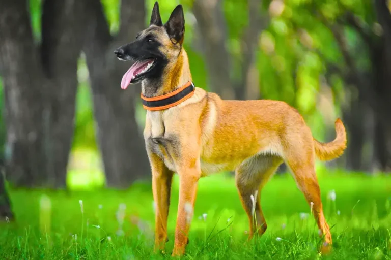 Pastore Belga - un cane in piedi nell'erba con la lingua fuori