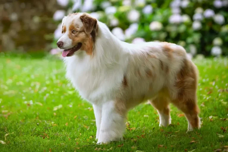 Pastore Australiano - un cane in piedi nell'erba con la lingua fuori