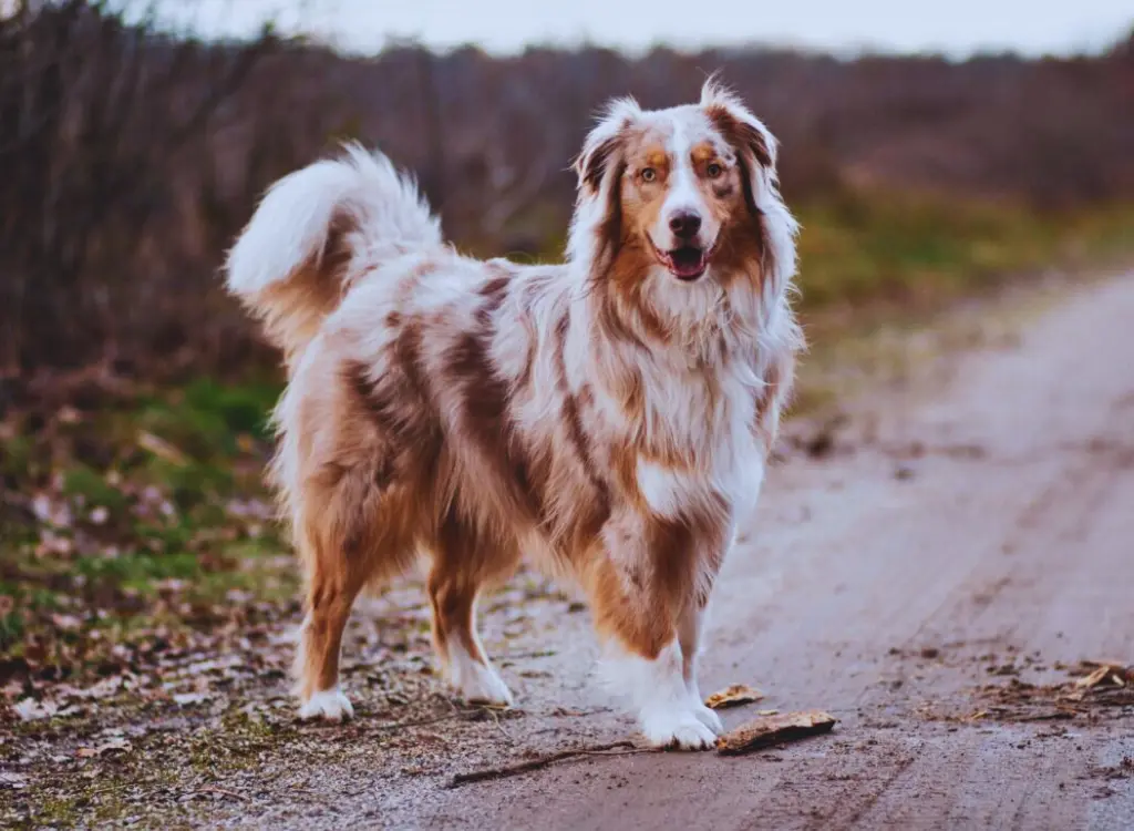 Pastore Australiano - un cane in piedi su una strada sterrata