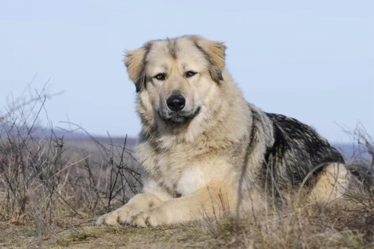 Pastore del Caucaso - un cane sdraiato sull'erba