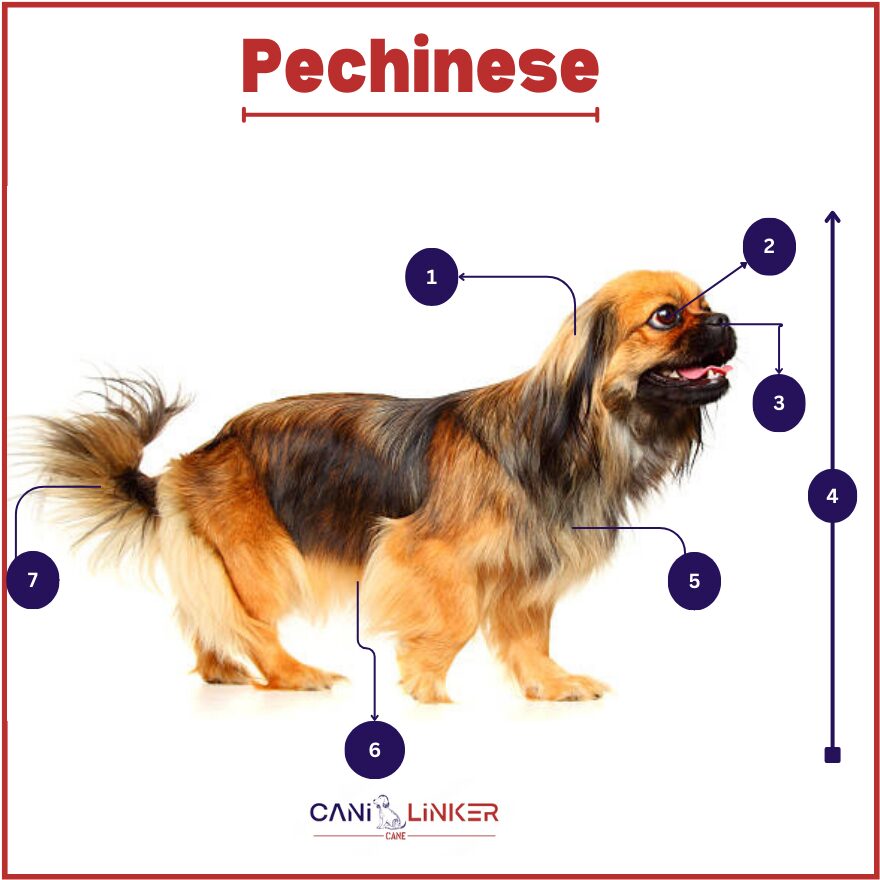 Pechinese - spiegazione delle parti del corpo