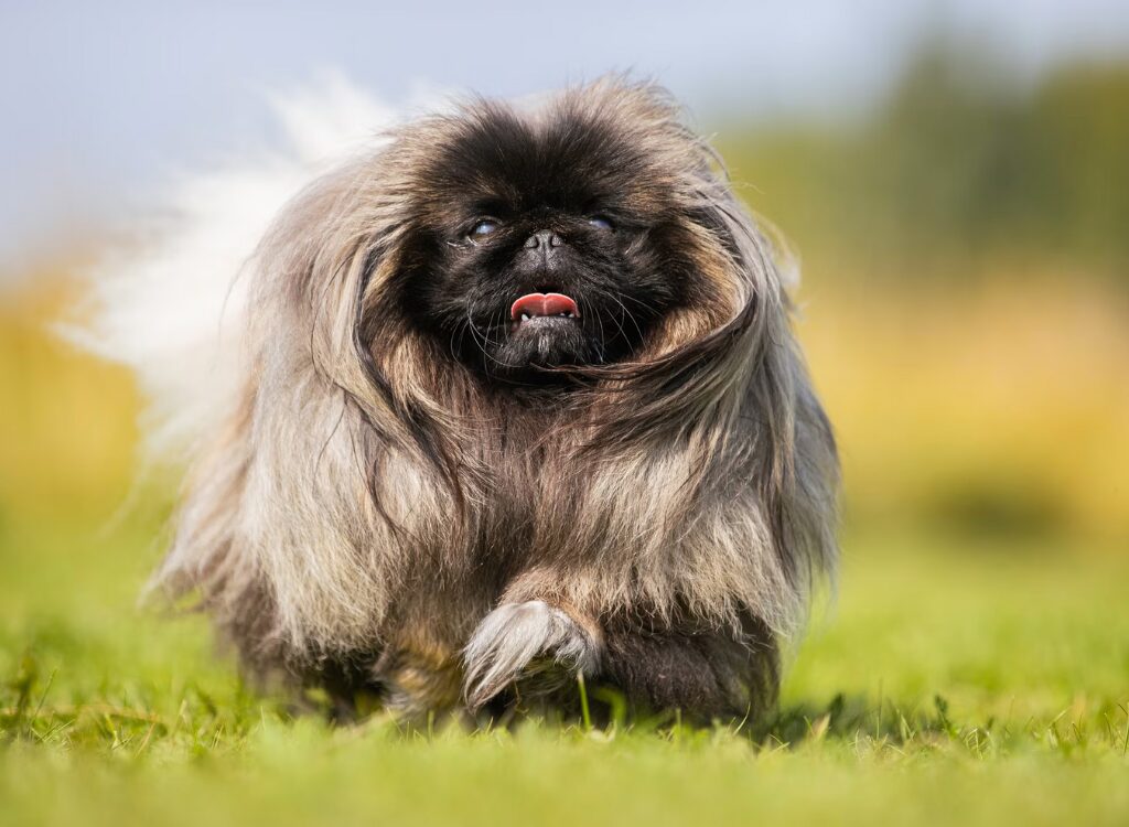 Pechinese di cani dalla faccia piatta - un cane che corre nell'erba