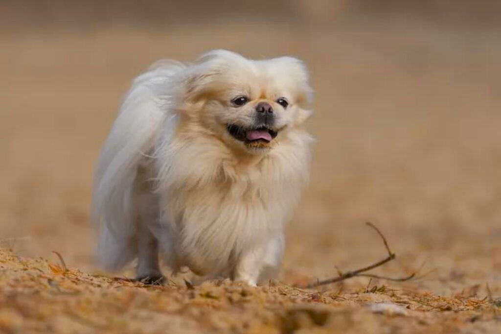 Pechinese - un cane bianco in piedi sulla strada sterrata