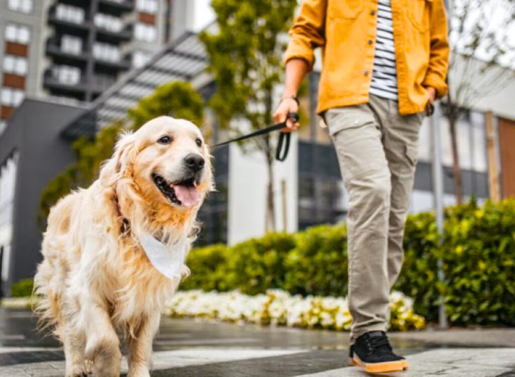 Portare a spasso il tuo cane - un uomo che porta a spasso il suo cane al guinzaglio