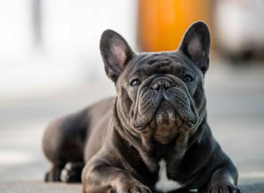 Problemi di Salute del Bulldog Francese - un bulldog francese nero disteso a terra