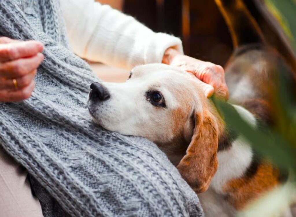 Quanto vivono i cani - una donna che tiene in braccio un cane