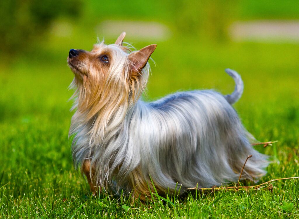 Razze di Cani di Piccola Taglia - un piccolo cane in piedi nell'erba