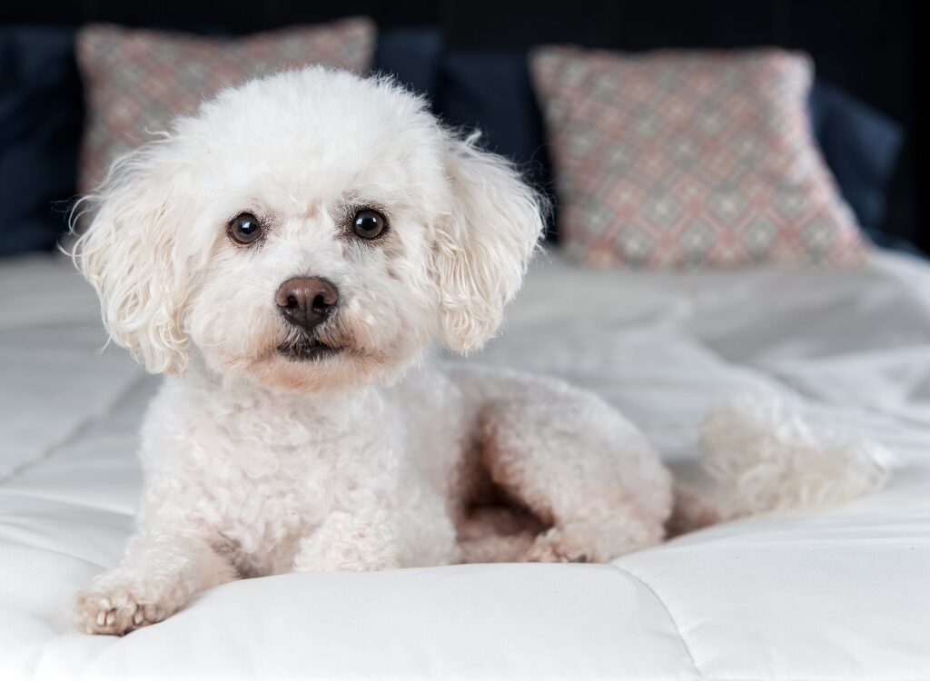 Salute del Bichon Frise - un piccolo cane bianco sdraiato su un letto