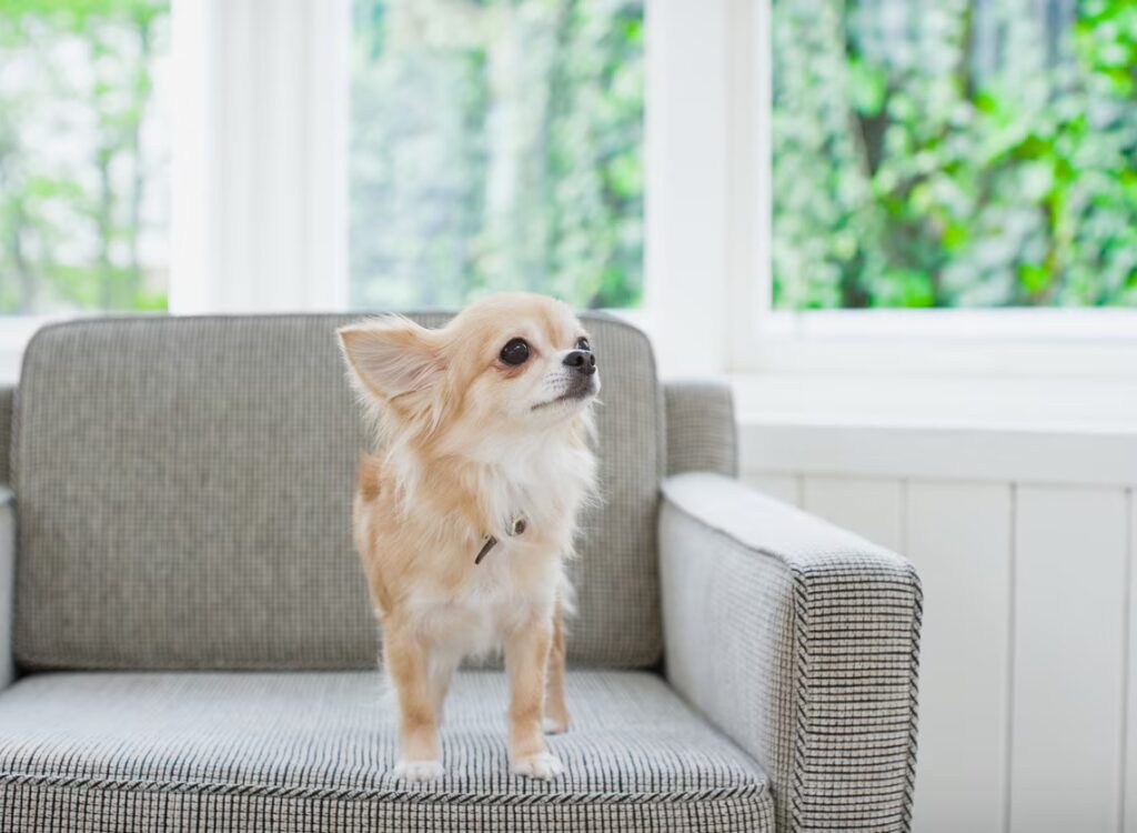 Salute del Chihuahua - un piccolo cane in piedi su un divano