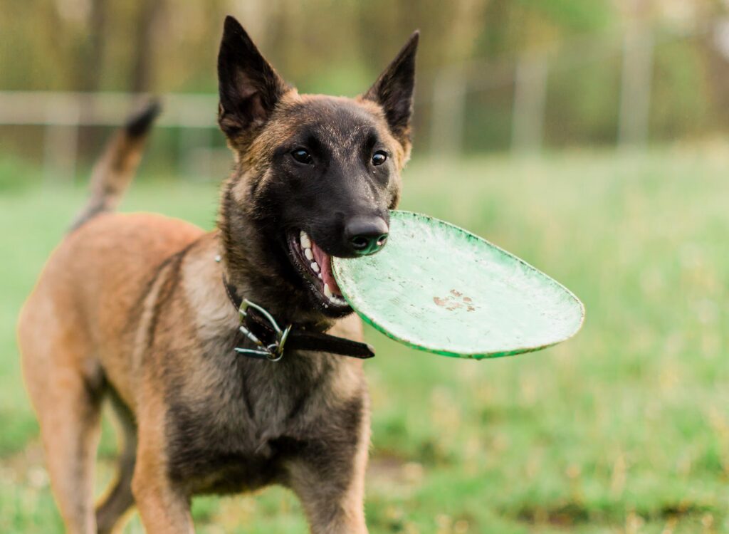 Salute del pastore belga - un cane che tiene un frisbee in bocca