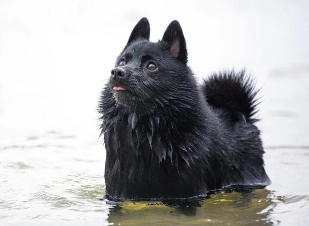 Schipperke - un cane nero che nuota nell'acqua