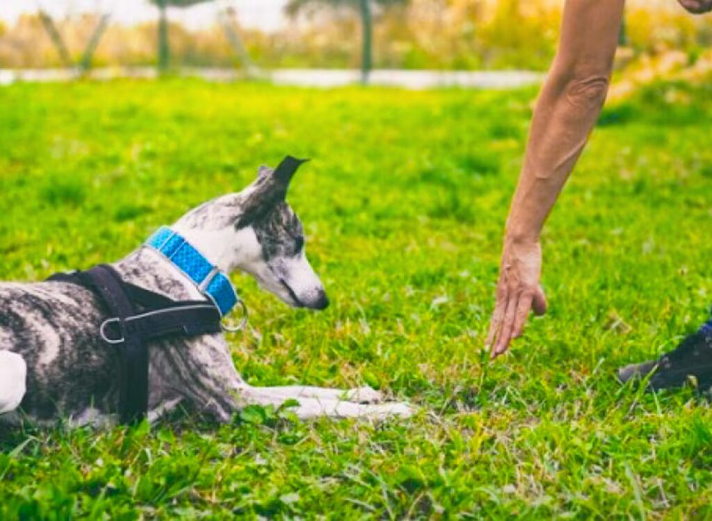 Segnali Manuali per Cani - Un cane è sdraiato sull'erba e il suo proprietario gli mostra le dita della mano