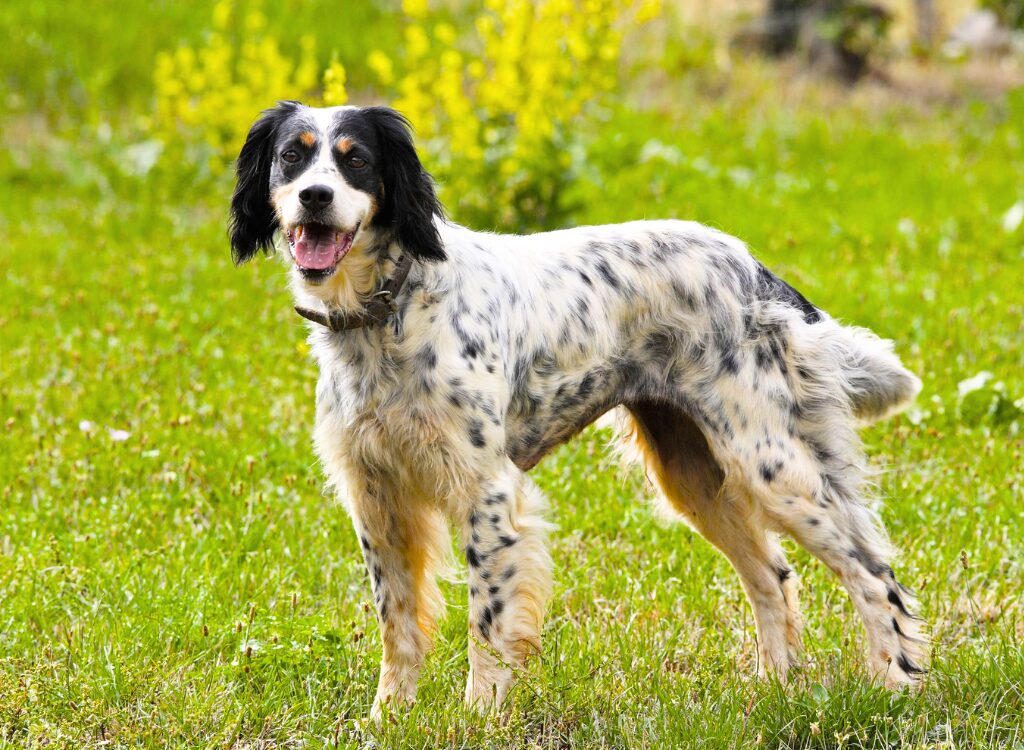 Setter Inglese - un cane in piedi in un campo d'erba