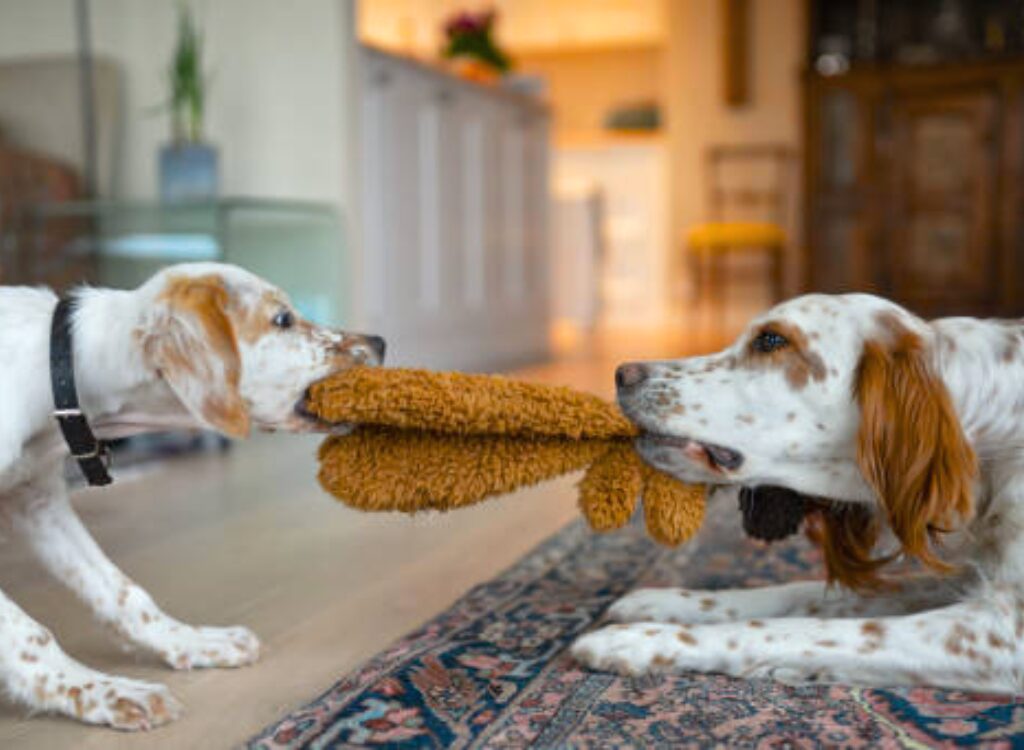 Setter Inglese - due cani che giocano con un giocattolo sul pavimento