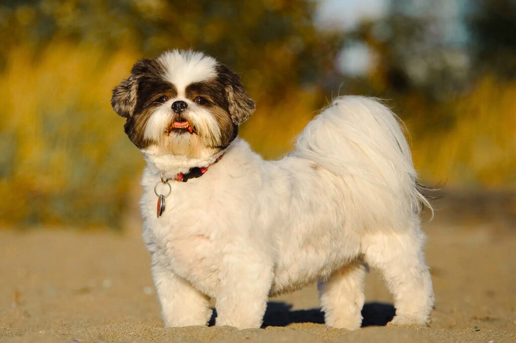 Shih Tzu - un piccolo cane bianco in piedi su una strada sterrata