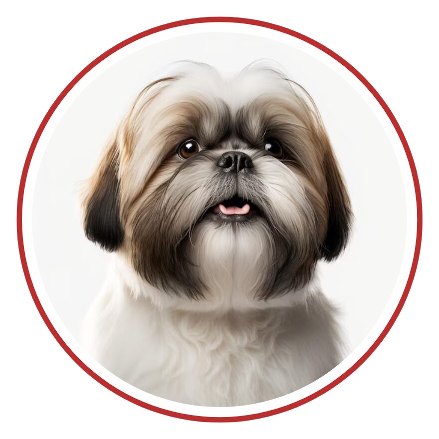 Shih Tzu - una faccia di cane in un cerchio rosso su sfondo bianco