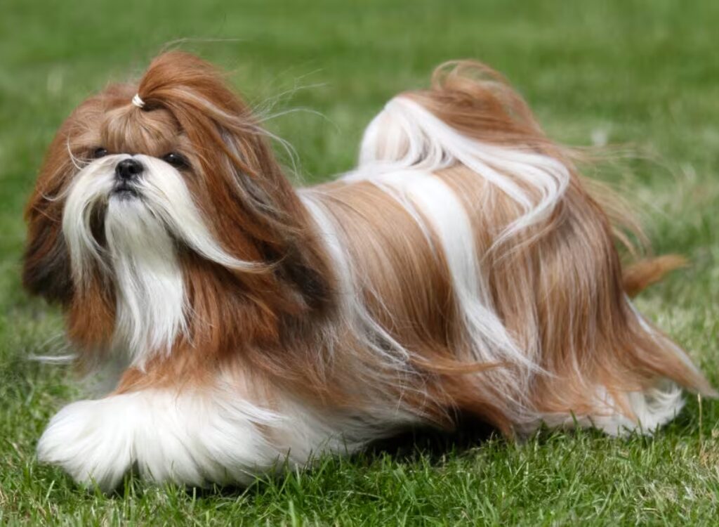 Shih Tzu - un piccolo cane marrone e bianco sdraiato sull'erba