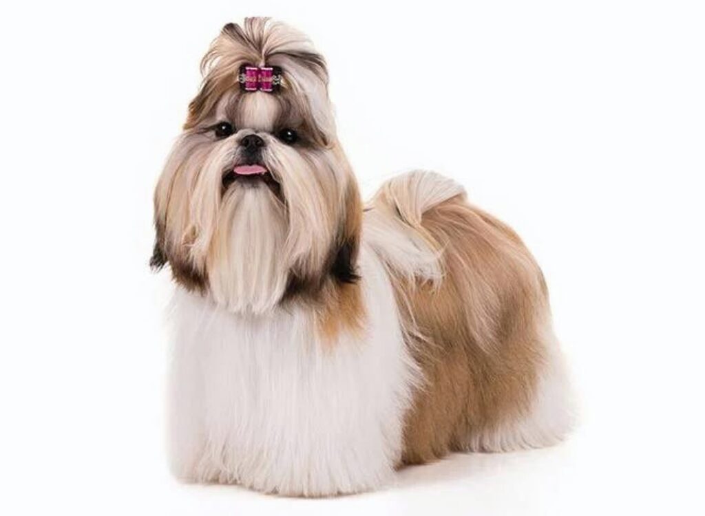 Shih Tzu - un cane con un fiocco rosa in testa in piedi sulla superficie bianca