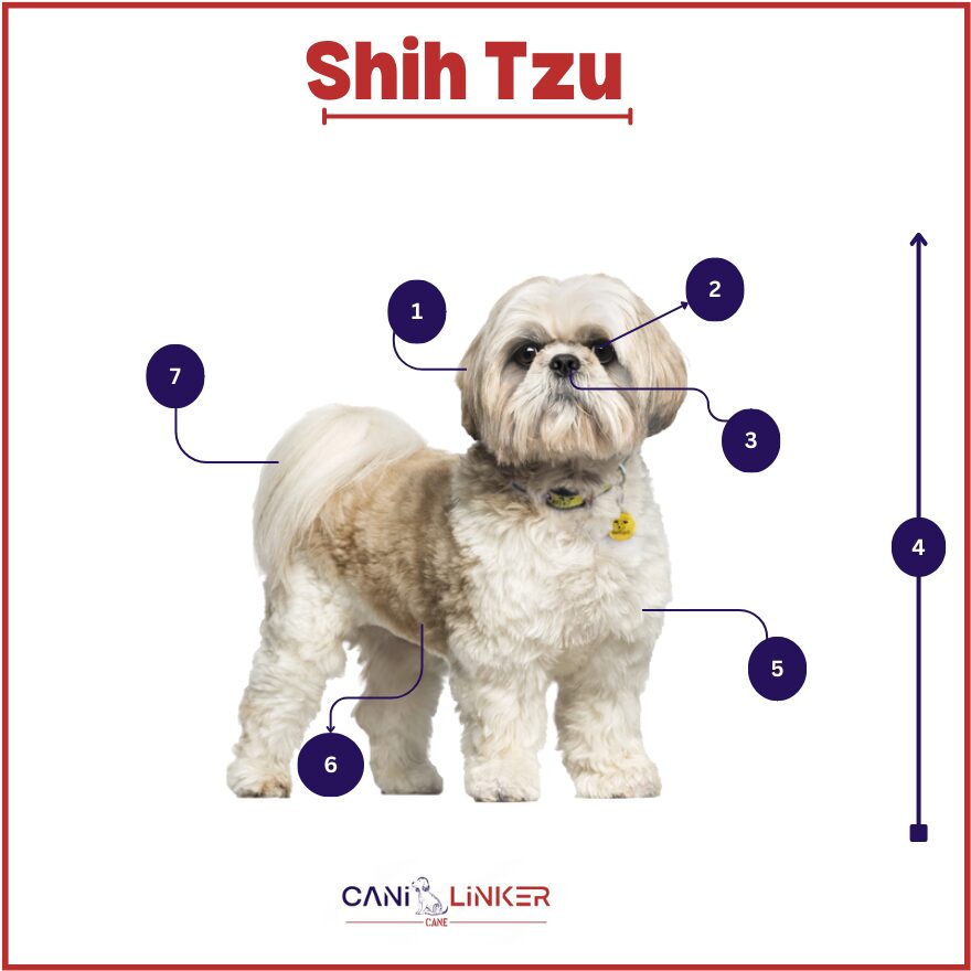 Shih Tzu - spiegazione delle parti del corpo