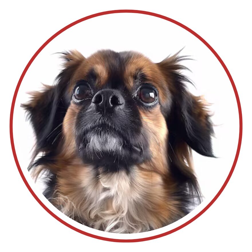  Tibetan Spaniel - una faccia di cane in un cerchio rosso su sfondo bianco