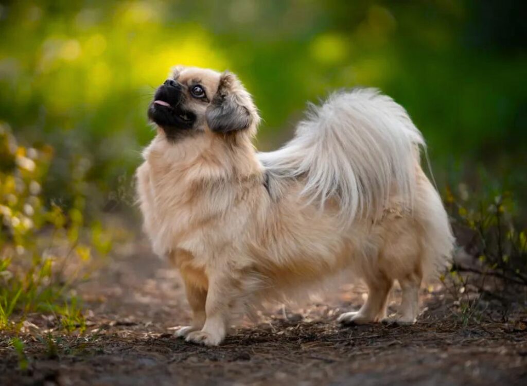 Tibetan Spaniel - un cane in piedi su una strada sterrata