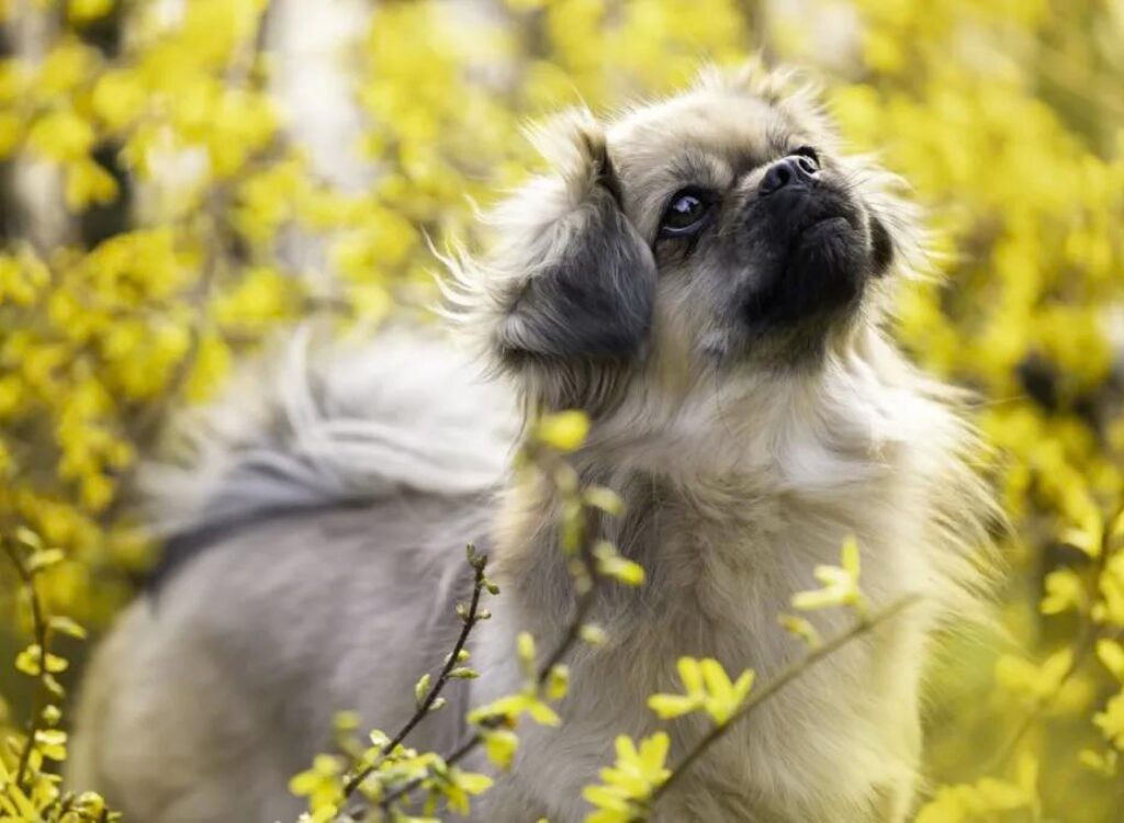 Tibetan Spaniel - un cane è in piedi tra i cespugli