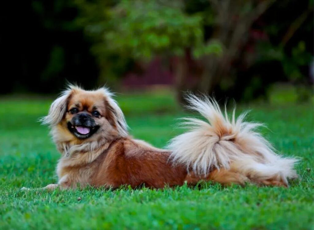 Tibetan Spaniel - un cane sdraiato sull'erba del parco