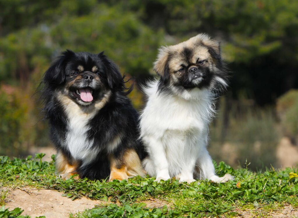 Tibetan Spaniel - due cani seduti su una collina con alberi sullo sfondo