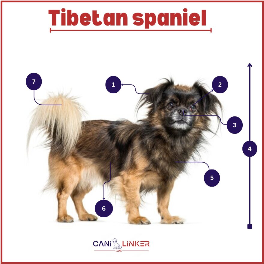 Tibetan Spaniel - spiegazione delle parti del corpo